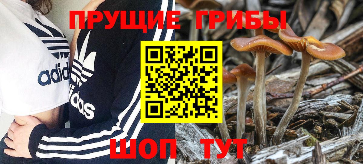 Дзержинский  как найти наркотики  Вход с VPN  Псилоцибиновые грибы Psilocybe 